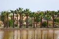 Row of the large palm trees near water in the famous Jnan Sbil Gardens in Fez. Morocco