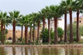Row of the large palm trees near water in the famous Jnan Sbil Gardens in Fez. Morocco