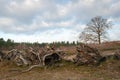 Row with large uprooted tree stumps in the foreground of a natural area Royalty Free Stock Photo