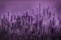 Row of lavender Royalty Free Stock Photo