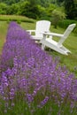 Row of lavender in a field with white adirondack chairs Royalty Free Stock Photo