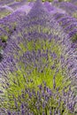 Row of Lavender Flowers Royalty Free Stock Photo