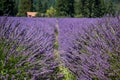 Row of Lavender flowers and bees from a farm in Oregon Royalty Free Stock Photo