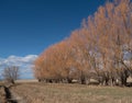 Row of Leafless Trees with Dried Grass in Foreground