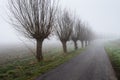 Row of leafless willows beside a country road Royalty Free Stock Photo