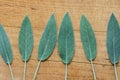 Row of leaves of freshly picked sage on rustic vintage wood board. Culinary medicinal herbs essential oil wellness Royalty Free Stock Photo