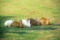 The row of little five rabbits on the grass.