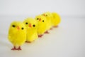 Row of little fluffy chickens at Easter Royalty Free Stock Photo