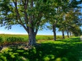 A Row of Trees in Huron County Royalty Free Stock Photo