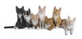 Row of 7 Maine Coon kittens on white Royalty Free Stock Photo