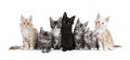 Row of 7 Maine Coon kittens on white Royalty Free Stock Photo