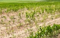 Row of maize plants Royalty Free Stock Photo