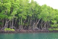 Row of Mangrove Trees in Forest and Water - Green Earth - Baratang Island, Andaman Nicobar, India Royalty Free Stock Photo