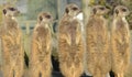 Row of Meerkats on Lookout