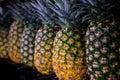 Row of MG3 variety pineapple fruit Royalty Free Stock Photo