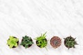 Row of mini succulent plants on marble surface