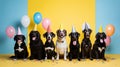 Row of mixed breed dogs ready to celebrate their Party