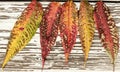 A row of motley multicolored leaves