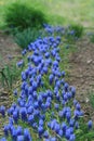 Row of mouse hyacinthes Royalty Free Stock Photo