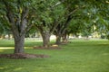 A row of pecan trees on a shady green lawn.