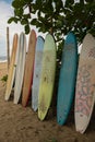 A row of multi-coloured surf long boards lined up for hire on a beach at Puerto Viejo de Talamanca in Costa Rica