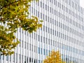 Row of multiple office window and tree branch with green leaves Royalty Free Stock Photo