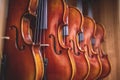 Row of multiple violins hanging on the wall, musician workshop Royalty Free Stock Photo