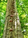 A trail of mushrooms on a tree Royalty Free Stock Photo