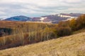 Row of naked trees on a hill with weathered grass