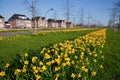 Row of narcissus flowers in the verge of a road