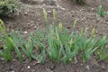 Row of narcissuses with closed flower buds in spring