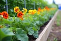 a row of neatly planted annual nasturtiums