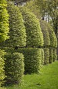 Row of neatly trimmed trees