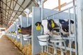 Row of newborn calves in stall close-up on modern industrial dairy farm. Calves rearing on livestock farm. Use of