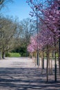 Row of newly planted cherry trees in full blossom in park Stadsparken in Lund Sweden during spring