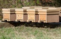 Row of nucleus honey bee hives