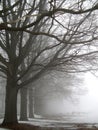 A row of oak trees in thick fog. Royalty Free Stock Photo
