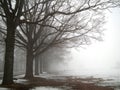 A row of oak trees in thick fog. Royalty Free Stock Photo