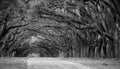 Row of oaks on American Southern plantation Royalty Free Stock Photo