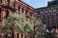 Row of Old Brick Buildings with Flowering Trees during Spring on the Upper West Side of New York City Royalty Free Stock Photo