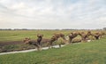 Row of old and newly pruned willows in a Dutch landscape Royalty Free Stock Photo