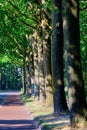 Row of old oak trees with bird houses to attract birds to fight oak processionary caterpillar. Sunny spring with fresh