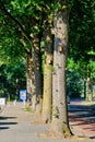 Row of old oak trees with bird houses to attract birds to fight oak processionary caterpillar. Sunny spring with fresh