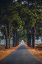 A row of old pine trees in Nghia Hung commune, Chu Pah district, Gia Lai province, Vietnam Royalty Free Stock Photo