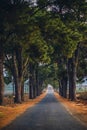 A row of old pine trees in Nghia Hung commune, Chu Pah district, Gia Lai province, Vietnam Royalty Free Stock Photo