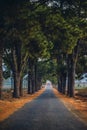 A row of old pine trees in Nghia Hung commune, Chu Pah district, Gia Lai province, Vietnam Royalty Free Stock Photo