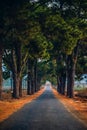 A row of old pine trees in Nghia Hung commune, Chu Pah district, Gia Lai province, Vietnam Royalty Free Stock Photo