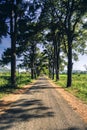 A row of old pine trees in Nghia Hung commune, Chu Pah district, Gia Lai province, Vietnam Royalty Free Stock Photo