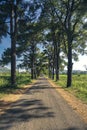 A row of old pine trees in Nghia Hung commune, Chu Pah district, Gia Lai province, Vietnam Royalty Free Stock Photo