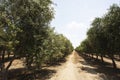 row of olive groves growing in an industrial plantation Olea europaea, commonly called olive and olive tree,irrigated by drip